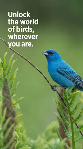 Audubon Bird Guide: Tukuyin ang Higit sa 800 Ibon nang Libre - Screenshot 7